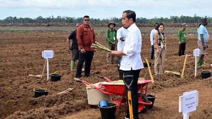 Komunitas Adat Merauke Tolak PSN Food Estate: Proyek Berlangsung Brutal