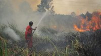 BRGM Angkat 5 Isu pada Rencana Pengelolaan Gambut Sumsel, Antisipasi Karhutla Paling Menonjol