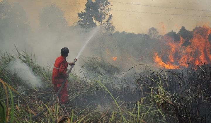 BRGM Angkat 5 Isu pada Rencana Pengelolaan Gambut Sumsel, Antisipasi Karhutla Paling Menonjol